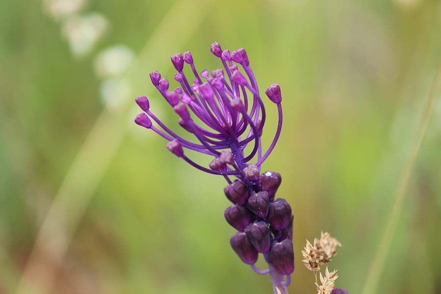 monteverde flora educacion ambiental