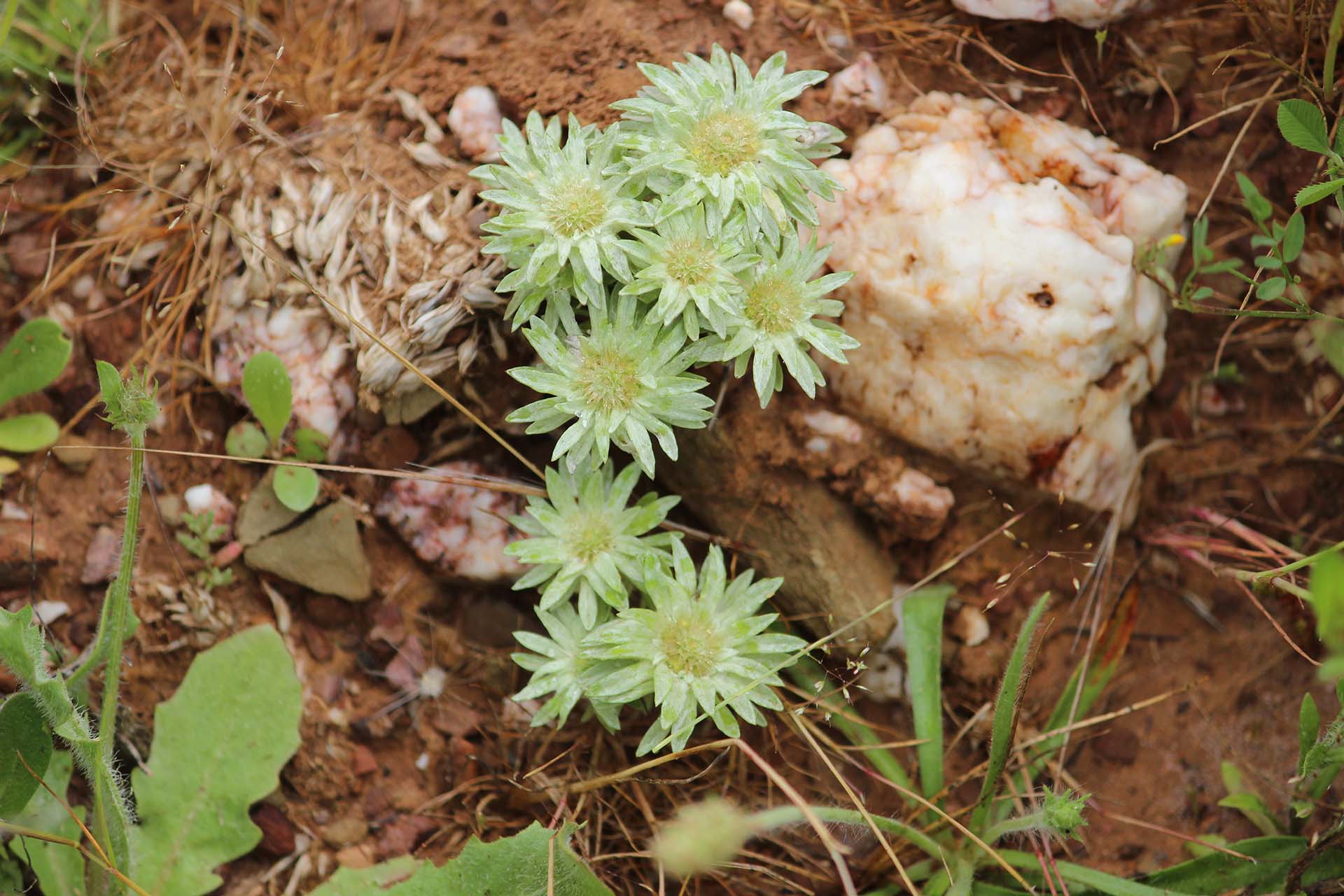 flora especie autoctona