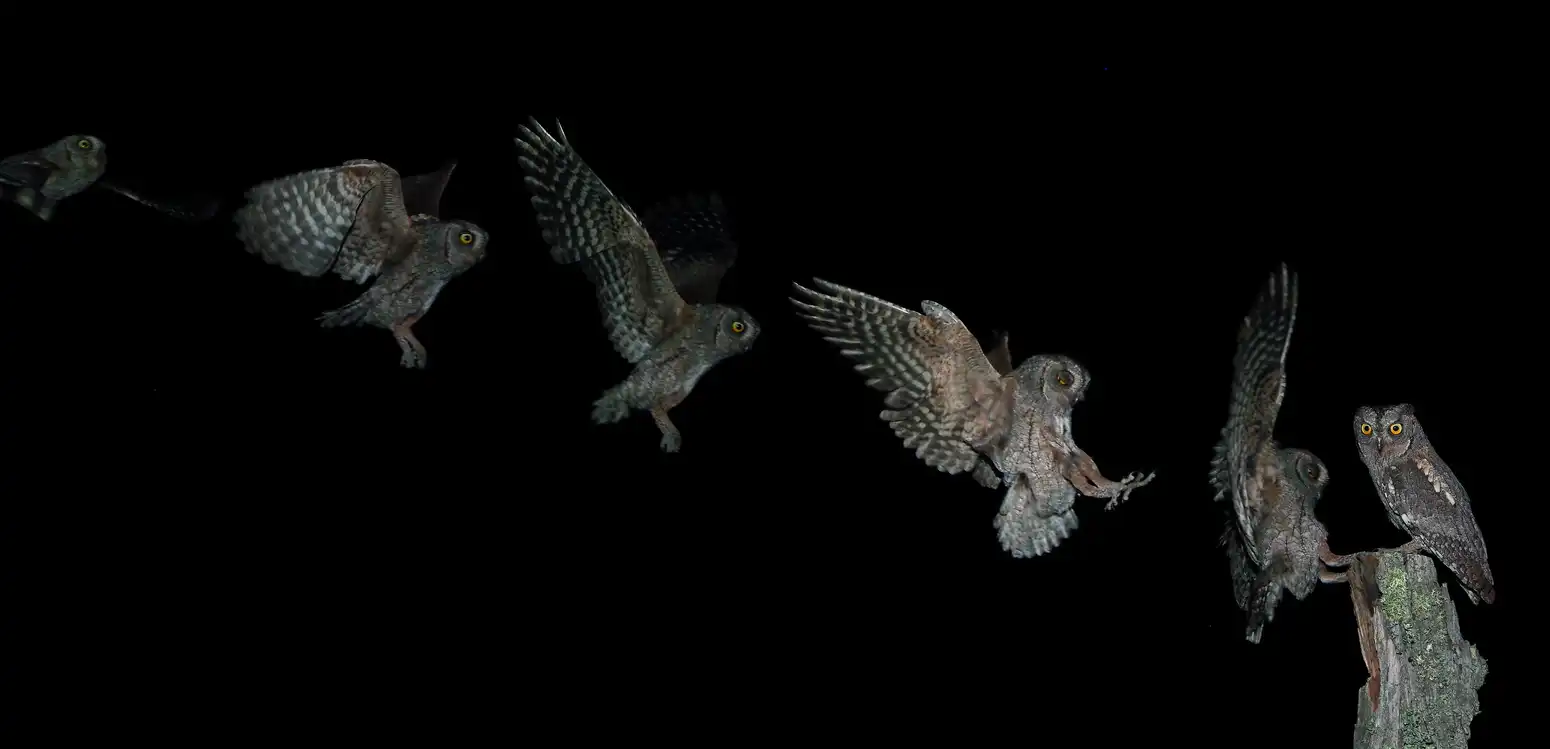 autillo europeo Birding Malaga