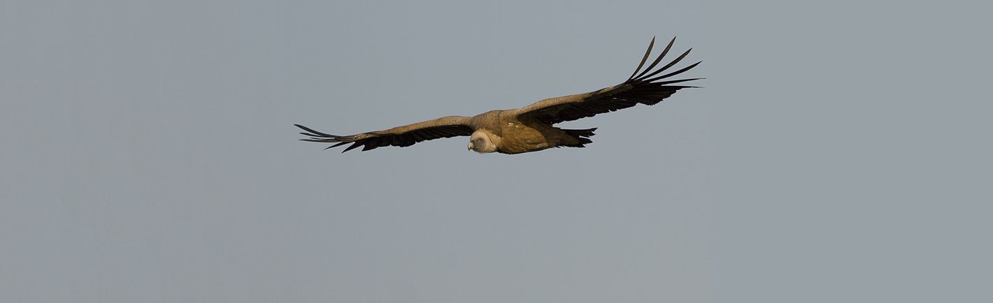 buitre leonado SEO Bird Life